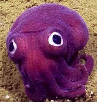 purple octopus.jpg