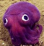 purple octopus.jpg