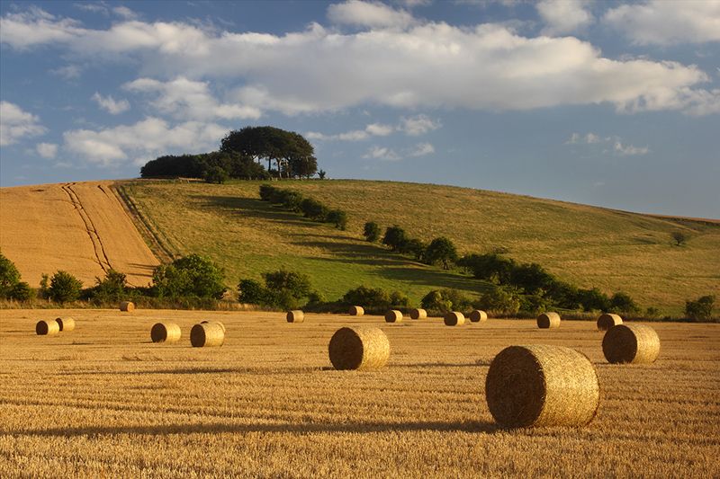 Harvest_Liddington_HIll_Wiltshire.jpg