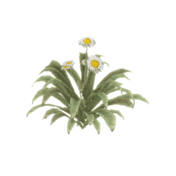 daisies-spin-4.gif