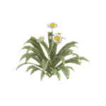 daisies-spin-4.gif