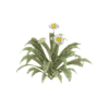 daisies-spin-4.gif