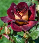 Profile (Scorpioking)