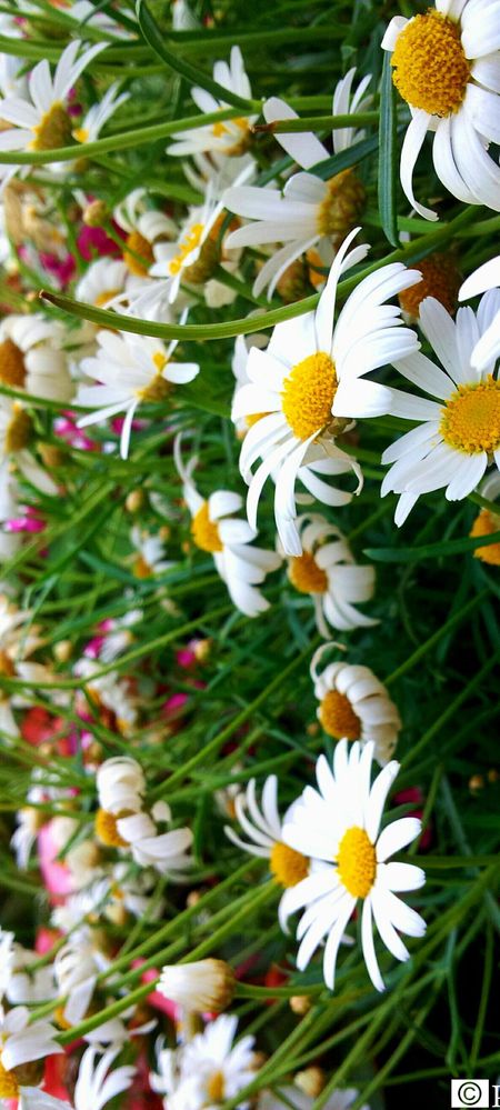 White Yellow Flowers.jpg