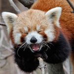 Profile (hutchison3guk1)